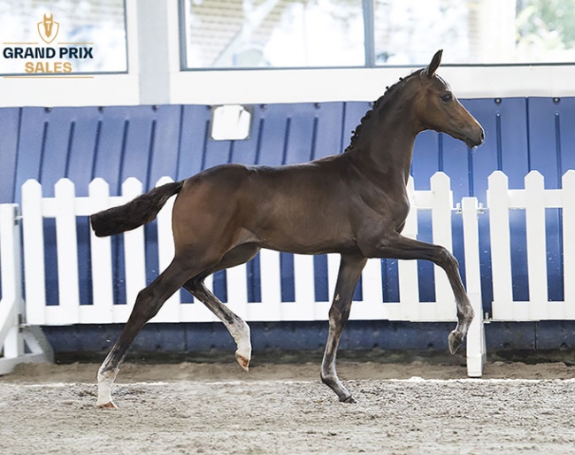 Silberaster K (Viva Gold x De Niro) filly