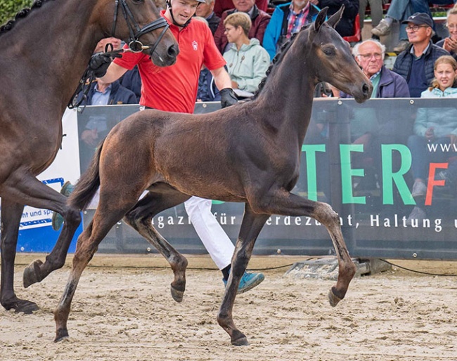Viva Love (by Viva Gold) changed hands for the top price of 250,000 euro :: Photo © Recki