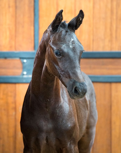 Sir Romance (by Sir Donnerhall x Ferro x Romancier)