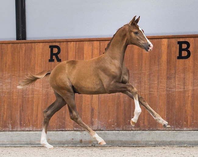 Vanquish (One Million x San Remo), a son of the well-known National Championship Mare D.Obertje