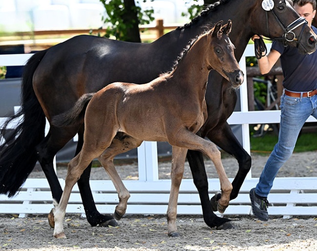 True Dalou (by True Hope PS x Furst Romancier)