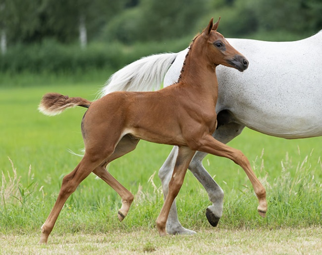 The movement sensation of 2025: Vloretta SVN van ’t Studutch (Mowgli V.O.D. x Diamond Hit), full sister to auction topper Sir Mowgli SVN van ’t Studutch