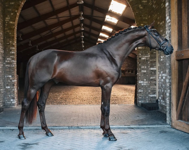 Sunrays Flower  - 3 year old stallion by Las Vegas x Fürsten-Look x Future