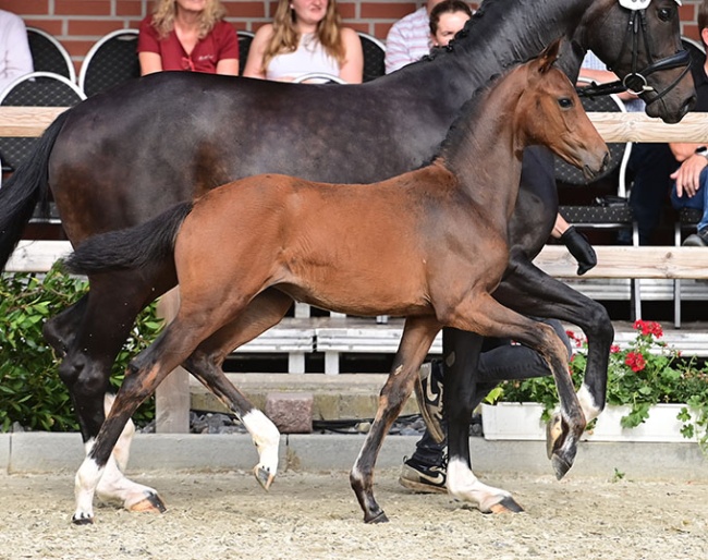 Versailles B (by Veneno x Fidertanz) :: Photo  © OLD Art