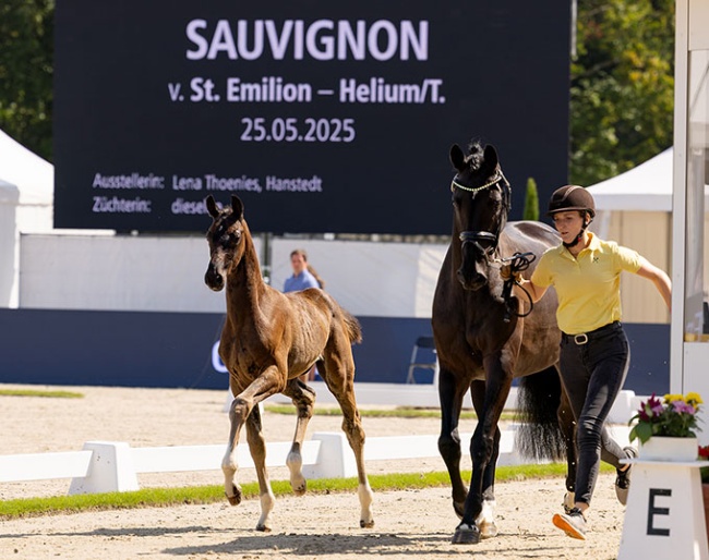 Sauvignon (by St. Emilion x Helium)