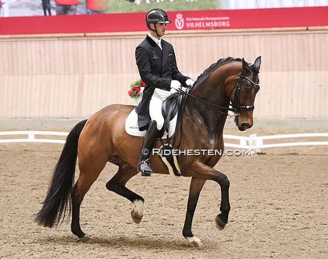Eric Guardia Martinez and Hilus MHB competing in Denmark in 2023 :: Photo © Ridehesten