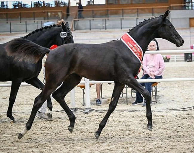 Kalani vom Loo CH (by Moreno x Bretton Woods) :: Photo © Katja Stuppia