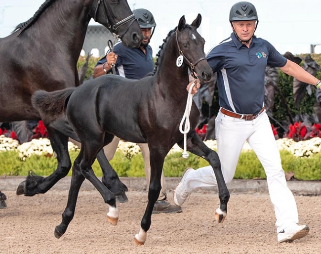 Valentine ISF, by Kaiman x Tjalbert 460 :: Photo © Pam Coath