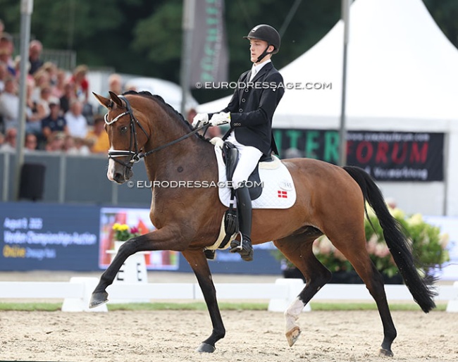 Anders Hoeck and Brandtbjergs Divya at the 2025 World Young Horse Championships :: Photo © Astrid Appels