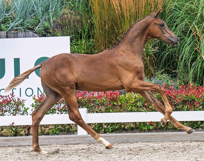 Valdemar van de Watermolen (by Dutch Dream x Secret)