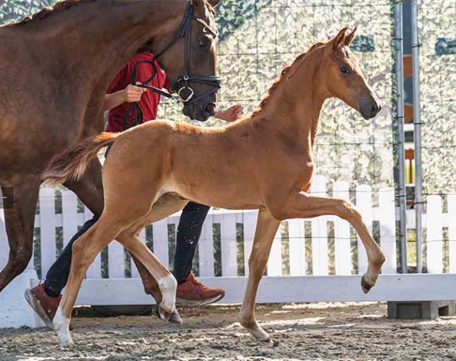 Vanilla Gold (by Vitalis x Furst Magic)