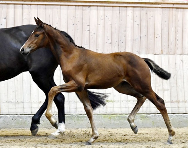 Löschner's Golden Girl (by Viva Gold x Millennium)