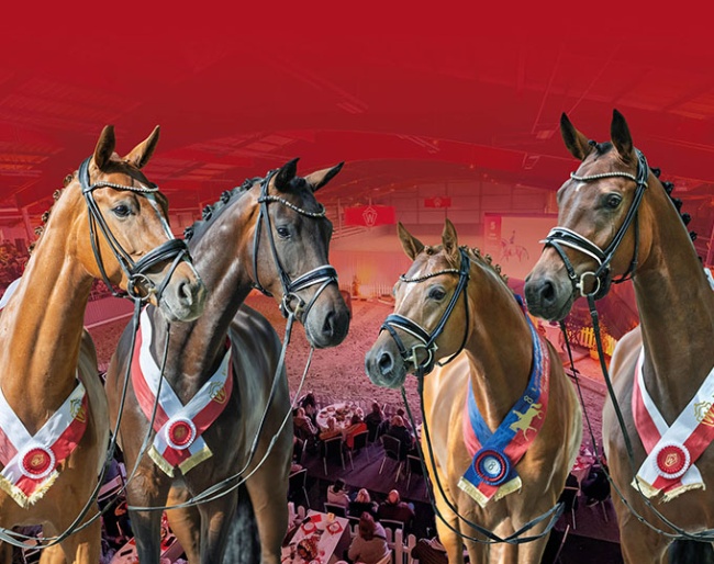  Westphalian and Bundeschampion For Sale in the 2025 Westphalian Autumn Elite Auction on 5 October 2025
