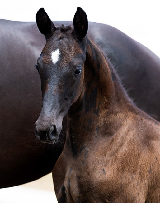 Viento Fils de Nova S (by Glamourdale x Desperado)