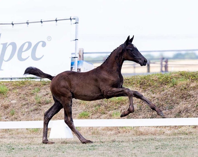 Viento Fils de Nosa S (by Glamourdale x Desperado)