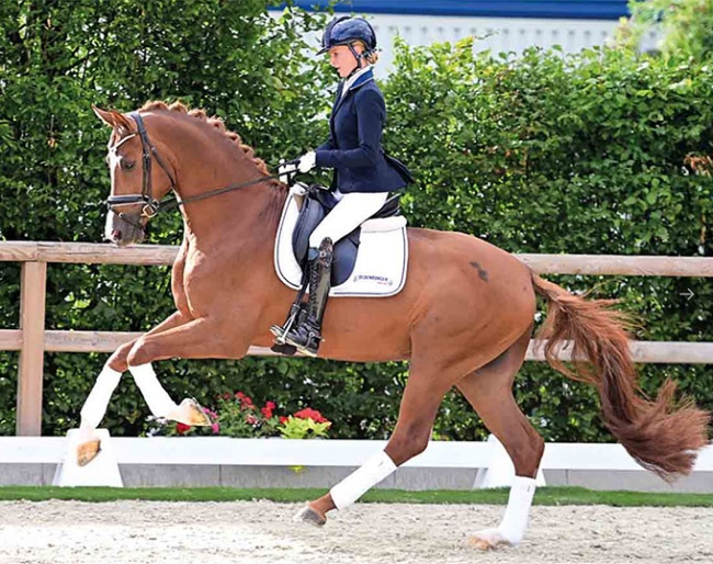  The beautiful, licensed bronze medal winner of the Oldenburg State Championships, Brut D'Argent by Benicio - Vivaldi - Don Davidoff, is causing a stir at the current Elite Auction. (OLD Art)
