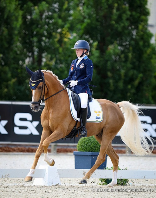 Falco at the 2024 European Pony Championships :: Photo © Astrid Appels