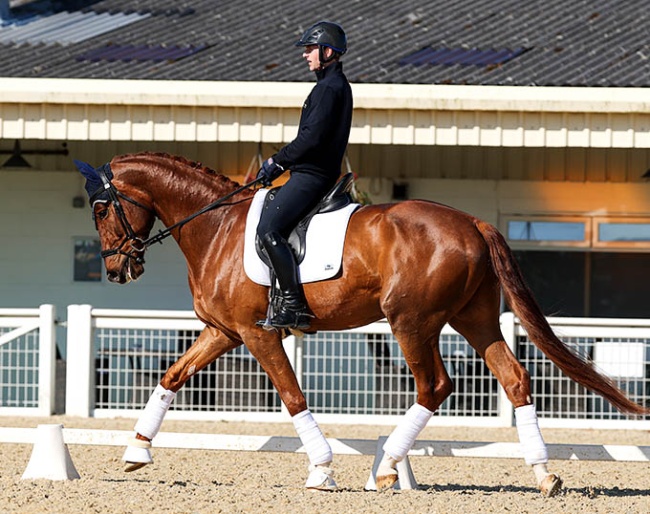 K.I. Smargd - 4-YO Hanoverian by Shu Fu x Sezuan