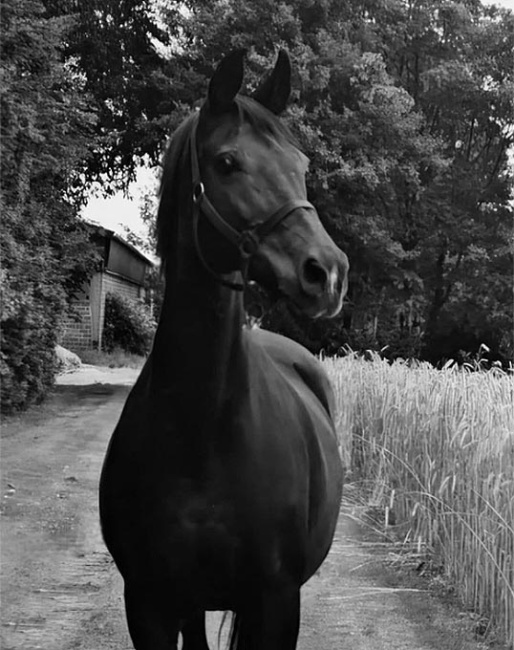 Maradonna (by Donnerhall x Classiker) 