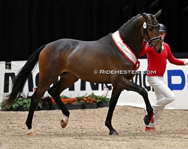 Go Magic (by Helium x Friedensfurst) at the 2025 Danish Warmblood stallion licensing :: Photo © Ridehesten