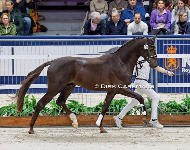 Scott Nicolas (by for Romance x Vitalis) at the 2025 KWPN Stallion Licensing :: Photo © Dirk Caremans