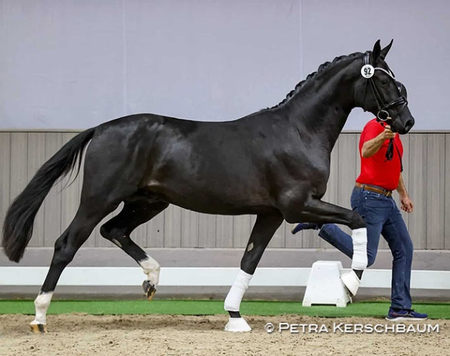 Blank Space (by Bonderas x San Amour x Depardieu), bred by Petra Kerschbaum :: Photo © Petra Kerschbaum