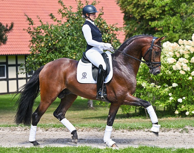 V-Plus Extra (by Vivaldi x Furst Romancier)