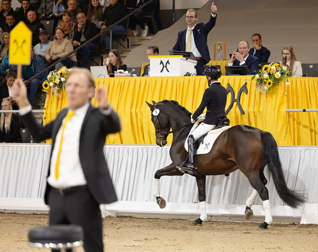 Vantastica (by Von Und Zu x Mighty Magic) :: Photo © Hannoveraner Verband
