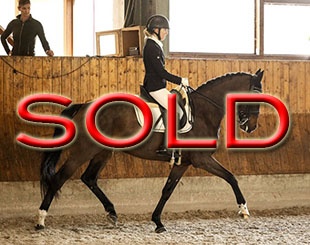 Cortina 253 (by Casalido x Corlensky G)