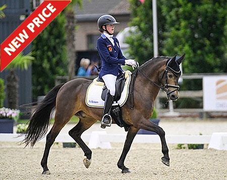 Nice One at the 2024 European Pony Championships
