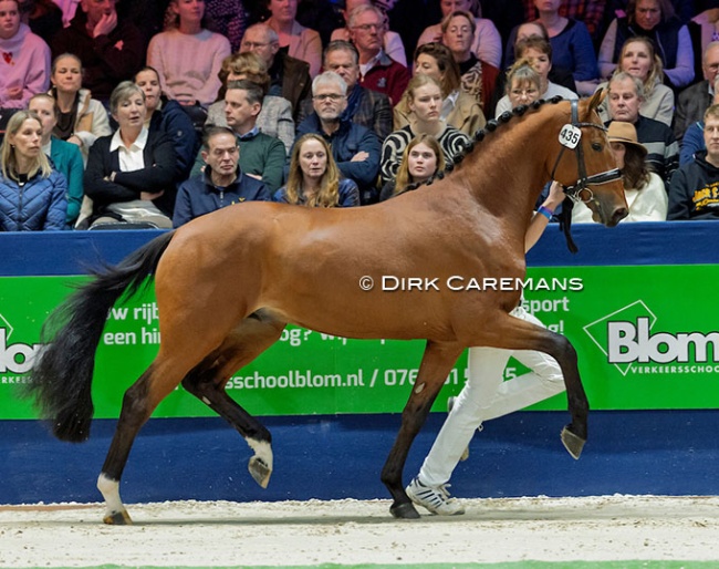 Saint McLaren SG at the 2025 KWPN Stallion Licensing :: Photo © Dirk Caremans