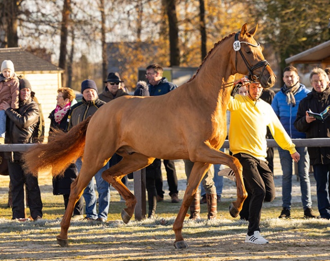 Premium stallion TH Vivaldo (by Vivaldos x Revolution) at the 2025 Hanoverian stallion licensing :: Photo © Hannoveraner Verband
