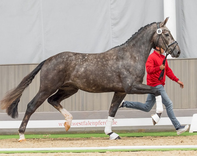 Be My Dancer x Belantis