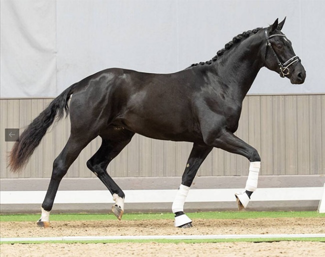 Daydream (by Despacito x Bon Coeur)