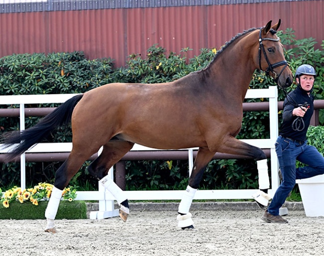 Volare PS (by Va Bene x Foundation x Sir Donnerhall)