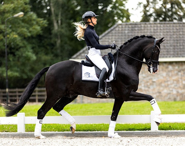 Kaiman under Dinja van Liere :: Photo © Equigeniek