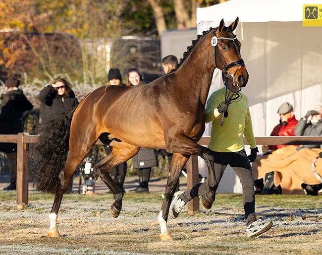 Valdric (by Valdiviani x Feinrich) named premium at the 2025 Hanoverian Stallion Licensing :: Photo © Hannoveraner Verband