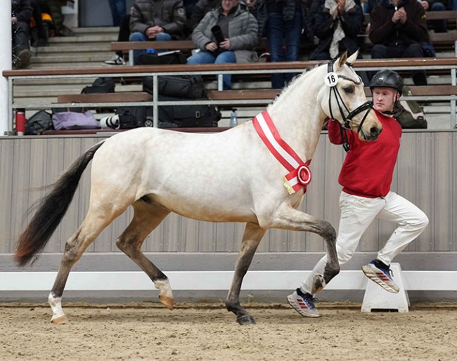 The Westfalian pony licensing champion stallion by Dating AT x Hilkens Blak Delight,