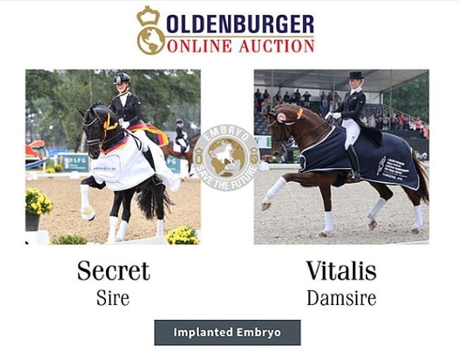 Best selling embryo in the 2025 Oldenburg Save the Future Embryo and Youngster Auction