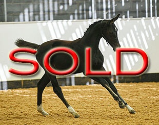 Fidearhart (by Fidertanz x Dancier)