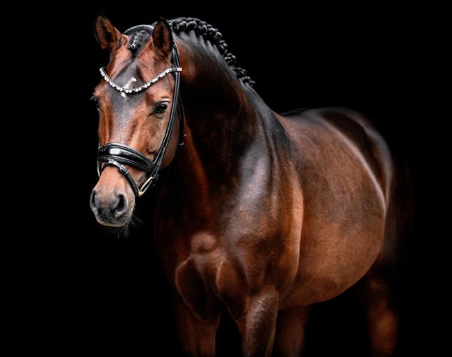 Diamond of the King WE