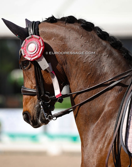 Horse with ribbon :: Photo © Astrid Appels