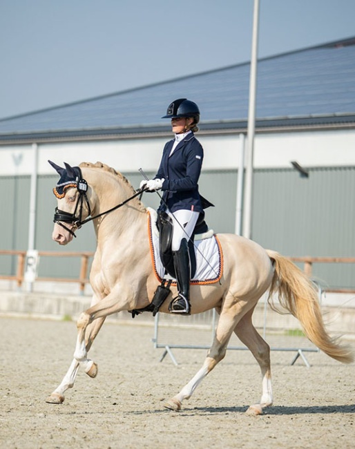 Cream de Luxe DV (by Cassanova du Bois x Veenstra’s Promise)