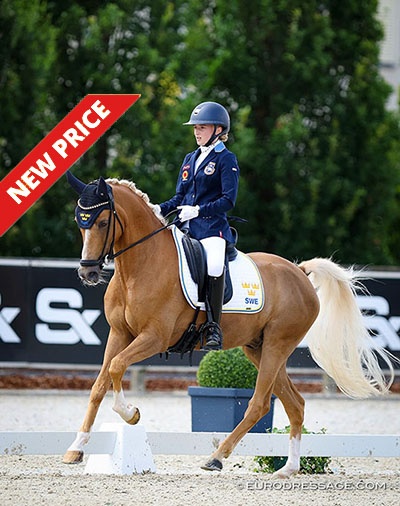Falco at the 2024 European Pony Championships :: Photo © Astrid Appels