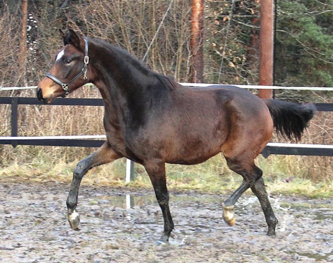 Hot Spark (by Svalegårds Hot Driver x Zack)