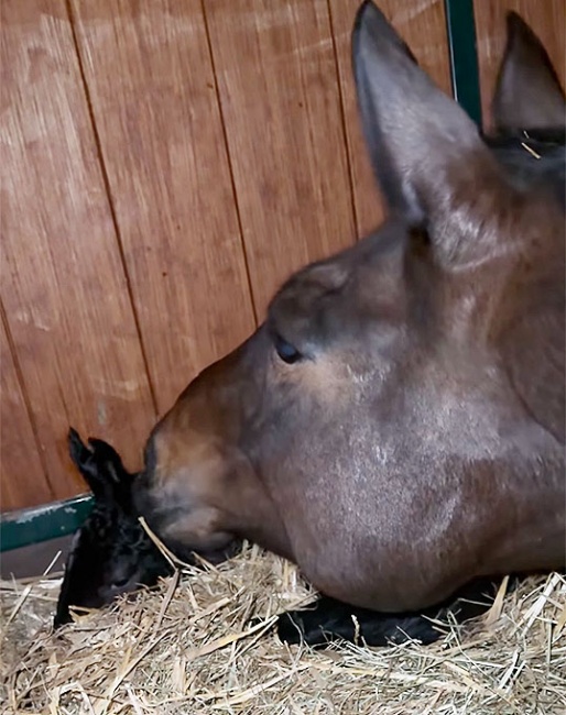 Dalera with her newborn foal :: Photo © Jessica von Bredow-Werndl