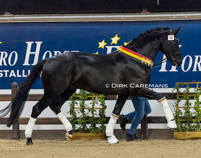 Avici ECH (by Millennium x Secret) :: Photo © Dirk Caremans
