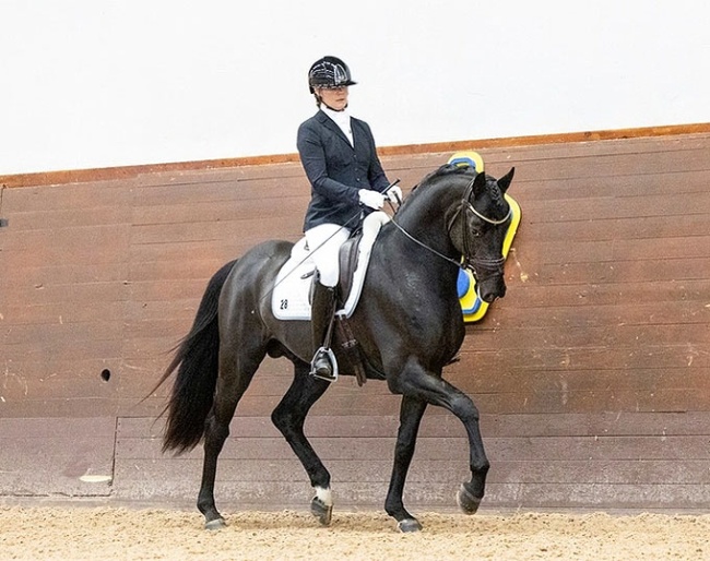 Linnea Coster on Still a Secret at the 2026 SWB Stallion Performance Test