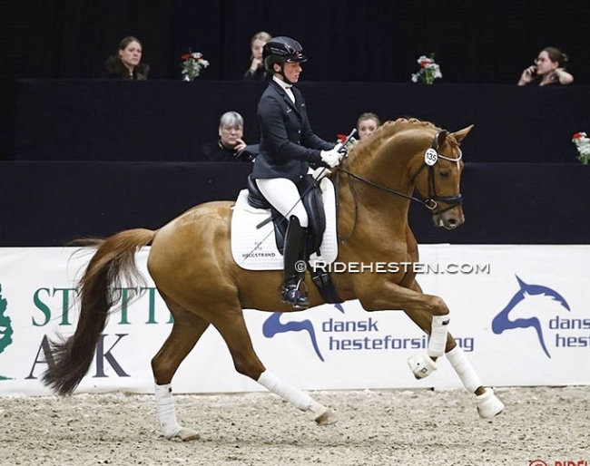 Daan G at the 2026 Danish warmblood stallion licensing :: Photo © Ridehesten