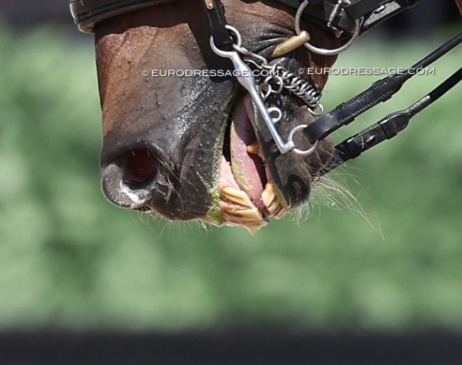 70% scoring horse showing bridle tension throughout the test :: Photo © Astrid Appels